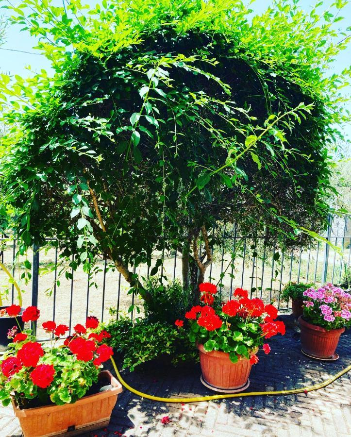 Le Coccole Del Trasimeno Guest House Tuoro sul Trasimeno Exterior photo